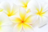 Pumeria w żółcieniach i bieli Kwiaty Fototapeta