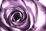 Purpurowa różyczka
 Kwiaty Fototapeta