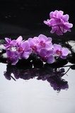 W uścisku różowej orchidei  Fototapety do Łazienki Fototapeta