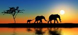 Rodzina słoni w promieniach słońca
 Fotopanorama Obraz