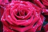 Rosa – róża w porannych kroplach
 Kwiaty Obraz