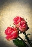 Róża - vintage Obrazy do Salonu Obraz