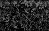 Róże w czarnej głębi Kwiaty Fototapeta