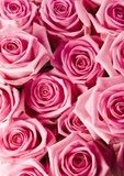 Różowe róże na różanej tapecie Kwiaty Fototapeta