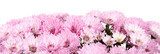 Różowy bukiet chryzantem Kwiaty Fototapeta