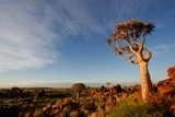 Samotne drzewo – ciepły krajobraz
 Krajobraz Fototapeta