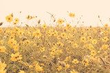 Ścienne pole żółtych kwiatów
 Kwiaty Fototapeta