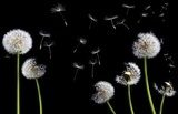 silhouettes of dandelions  Dmuchawce Fototapeta