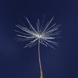 single dandelion seed with drops  Dmuchawce Fototapeta