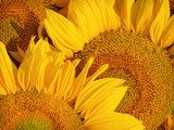 Słoneczny uśmiech florystyczny Kwiaty Fototapeta