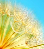 Soft dandelion flowers  Dmuchawce Fototapeta