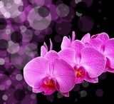 Stanowczo, różowa orchidea Kwiaty Fototapeta