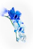Subtelna, błękitna orchidea Kwiaty Fototapeta