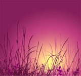 sylwetka trawy w słońcu
 Rysunki kwiatów Fototapeta