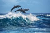 Tam, gdzie żyją delfiny Fototapety do Sypialni Fototapeta