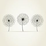 Three dandelions  Dmuchawce Fototapeta
