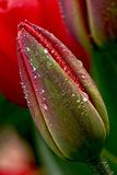 Tulipan w kroplach rosy
 Kwiaty Obraz