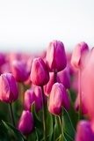 Tulipany na łące
 Kwiaty Obraz