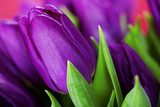 W barwnym śpiewie tulipanów Kwiaty Fototapeta