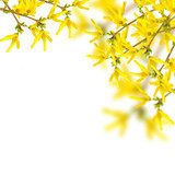 W blasku żółtych forsycji Kwiaty Fototapeta
