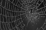 W deszczu. Utkane przez pająka. Fototapety Czarno-Białe Fototapeta