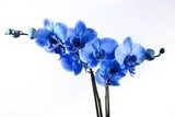 W niebieskiej magii orchidei  Fototapety do Salonu Fototapeta