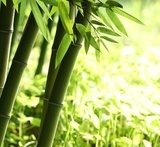 W zielonym, bambusowym lesie Las Fototapeta