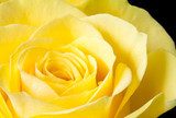 W żółtej róży, miłości pąk Kwiaty Fototapeta