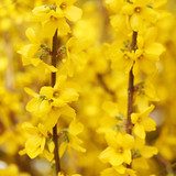 W żółtych tonach świeżej forsycji Kwiaty Fototapeta