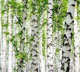 White birch trees in the forest in summer Las Fototapeta