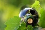 Wino dojrzewające na pnączu  Obrazy do Jadalni Obraz