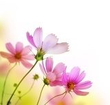 Wiosenna łąka – fioletowe kwiaty Kwiaty Fototapeta