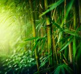Z bambusem, wśród zieleni Fototapety do Sypialni Fototapeta