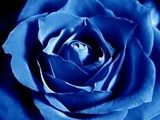 Z niebieskim nastawieniem  Kwiaty Fototapeta
