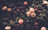 Z różanym zapałem  Kwiaty Fototapeta