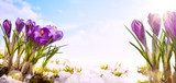 Z zapachem wiosennych krokusów Kwiaty Fototapeta
