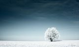 Zimowa łąka – chłodna elegancja
 Krajobrazy Obraz