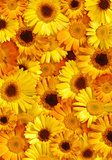 Żółte gerbery – słoneczna kompozycja
 Kwiaty Fototapeta