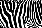 Zoom na zebrę – afrykańska inspiracja
 Tekstury Fototapeta