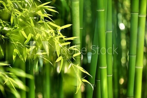 Leśny bambusowy zakątek Fototapety do Salonu Fototapeta
