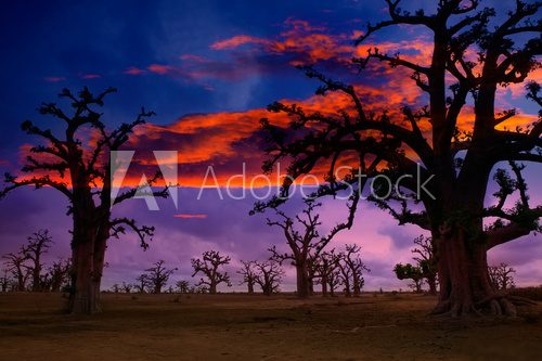 Baobab na tle afrykańskiego słońca Fototapety do Sypialni Fototapeta