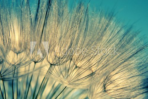 Blue abstract dandelion flower background  Dmuchawce Fototapeta