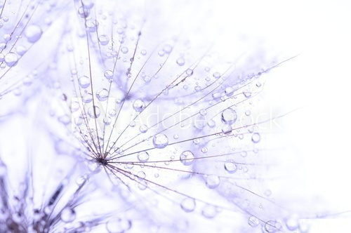 dandelion seeds with drops  Dmuchawce Fototapeta