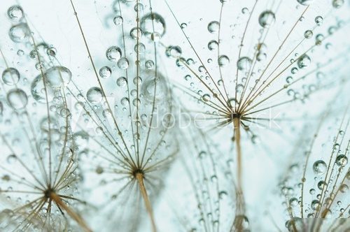 Dandelion seed with drops  Dmuchawce Fototapeta
