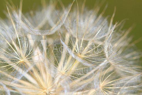 dandelion close up nature background  Dmuchawce Fototapeta