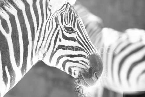 monochrome photo  - detail head zebra in ZOO  Zwierzęta Fototapeta