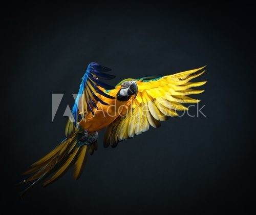 Colourful flying Ara on a dark background  Zwierzęta Fototapeta
