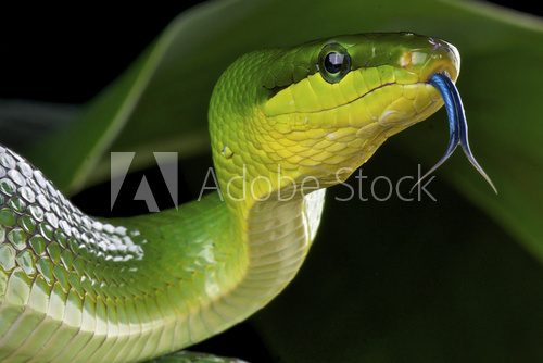Green ratsnake / Gonyosoma oxycephalum  Zwierzęta Fototapeta