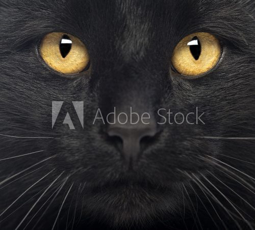 Close-up of a Black Cat  Zwierzęta Fototapeta