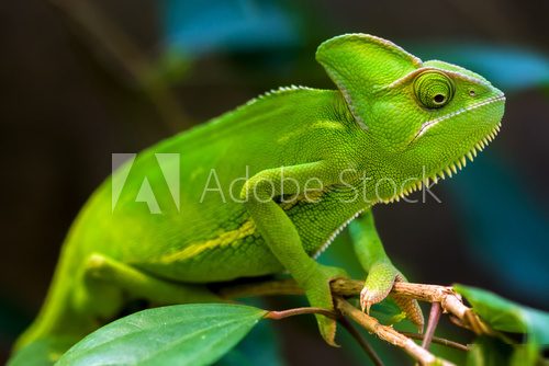 Green chameleon  Zwierzęta Fototapeta